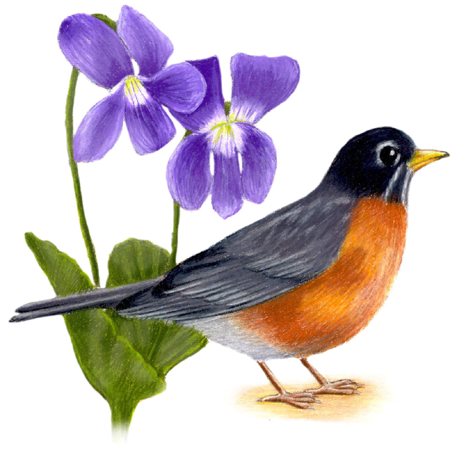 wisconsin-state-bird-and-flower-american-robin-turdus-migratorius